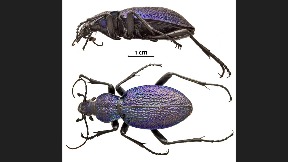 Otkrivena nova vrsta trčuljka